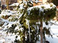 Pinus mugo Grune Welle IMG_1932 Sosna kosodrzewina